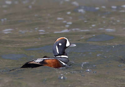 Harlequin Duck (Strmand) Histrionicus histrionicus - CP4P1803.jpg