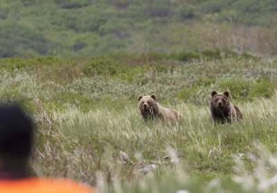 Kamchatka Brown Bears - CP4P1986.jpg