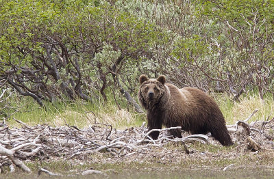 Kamchatka Brown Bear Ursus arctos beringianus - CP4P1961.jpg