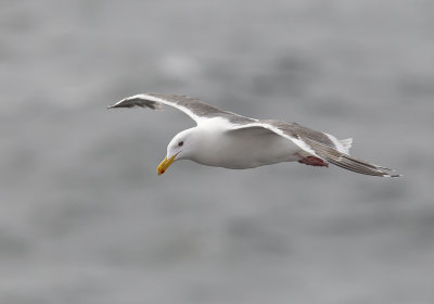 Slaty-backed Gull (Skiffertrut) Larus schistisagus - CP4P2331.jpg