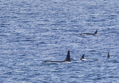 Killer Whales (Spckhuggare) Orcinus orca -  CP4P2179.jpg