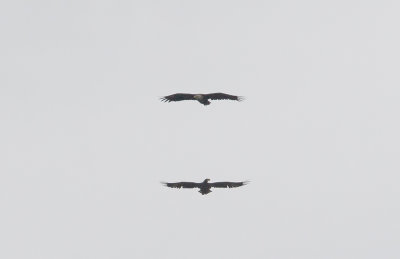 Stellers Sea-Eagle and White-tailed Eagle -  CP4P2502.jpg