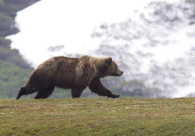 Kamchatka Brown Bear - CP4P2539.jpg