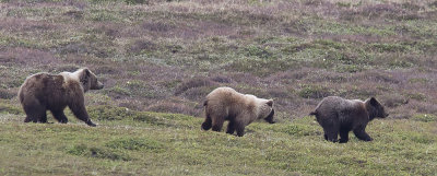 Kamchatka Brown Bear - CP4P2580.jpg
