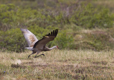 Sandhill Crane Prrietrana Grus canadensis - CP4P2624.jpg