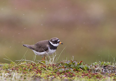 Ringed Plover Strre strandpipare Charadrius hiaticula - CP4P2590.jpg