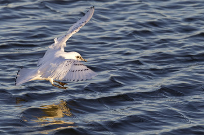 Ivory Gull (Ismås) Pagophila eburnia - CP4P8767.jpg