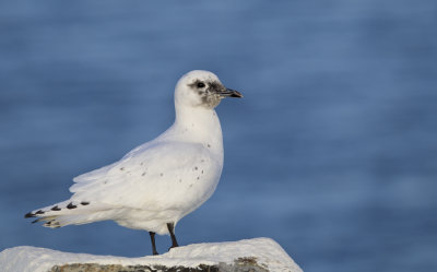 Ivory Gull (Isms) Pagophila eburnia - CP4P8595.jpg