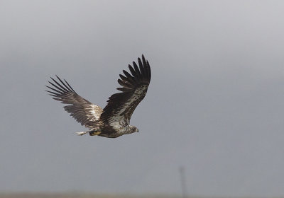 White-tailed Eagle (Havsrn) Haliaetus albicilla - CP4P2863.jpg