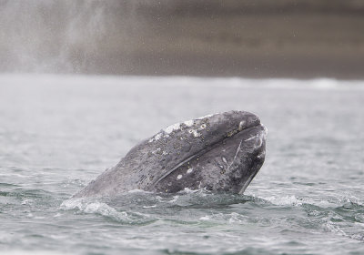 Grey Whale (Grval) Eschrichtius robustus - CP4P3692.jpg