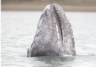 Grey Whale (Grval) Eschrichtius robustus - CP4P3760.jpg