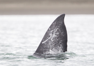 Grey Whale (Grval) Eschrichtius robustus - CP4P3723.jpg