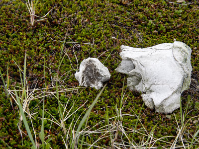 Old Walrus cranium on the tundra - P6303361.jpg