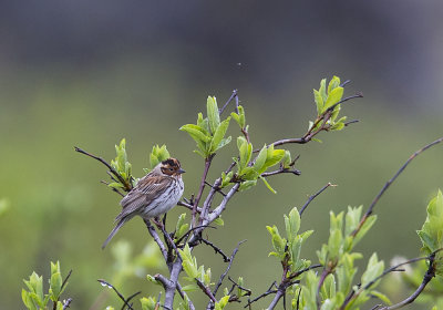 Little Bunting Dvärgsparv Emberiza pusilla - CP4P3010.jpg