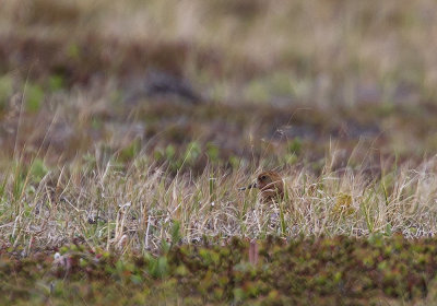 Spoon-billed Sandpiper on nest (Skedsnppa) Eurynorhynchus pygmeus - CP4P4482.jpg