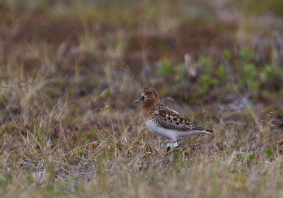 Spoon-billed Sandpiper (Skedsnäppa) Eurynorhynchus pygmeus - CP4P4556.jpg