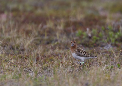 Spoon-billed Sandpiper (Skedsnppa) Eurynorhynchus pygmeus - CP4P4557.jpg