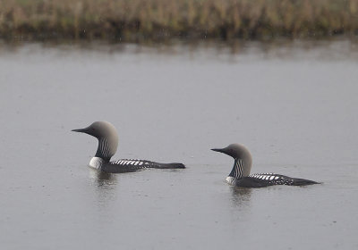 Pacific Diver (Stillahavslom) Gavia pacificus - CP4P4162.jpg