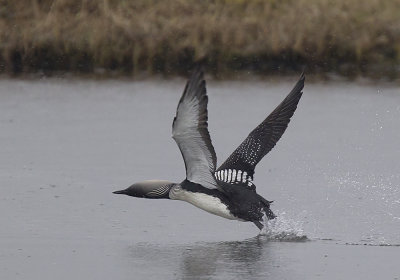 Pacific Diver (Stillahavslom) Gavia pacificus - CP4P4180.jpg