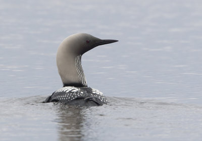 Pacific Diver (Stillahavslom) Gavia pacificus - CP4P4635.jpg