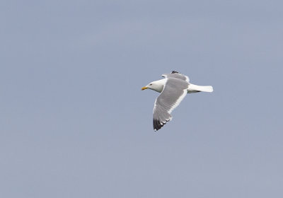 Vega Gull (Vegatrut) Larus vegae - CP4P4736.jpg