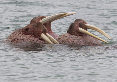 Walrus (Valross) Odobenus rosmarus - CP4P5246.jpg