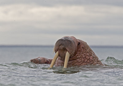 Walrus (Valross) Odobenus rosmarus - CP4P5180.jpg