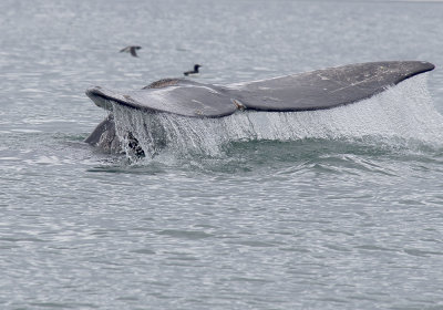 Grey Whale (Grval) - P7023561.jpg