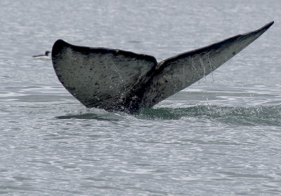 Grey Whale (Gråval) - P7023566.jpg