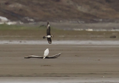 Pomarine Skua and white morf Gyrfalcon - CP4P5846.jpg