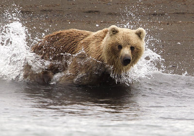 Brown Bear catching salmon - CP4P3925.jpg