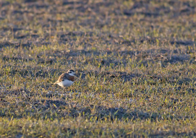 Caspian Plover (Kaspisk pipare) Charadrius asiaticus - CP4P0286.jpg