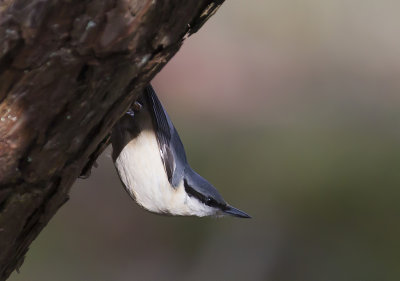 European Nuthatch (Ntvcka) Sitta europea - CP4P9937.jpg