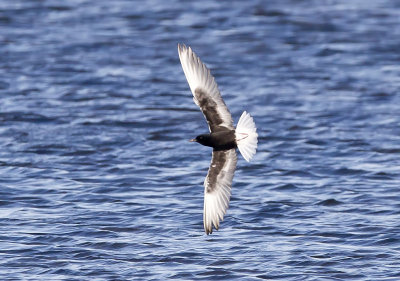 White-winged Tern (Vitvingad tärna) Chlidonias leucopterus - CP4P8644.jpg