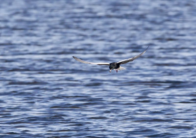 White-winged Tern (Vitvingad tärna) Chlidonias leucopterus - CP4P8496.jpg