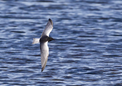 White-winged Tern (Vitvingad tärna) Chlidonias leucopterus - CP4P8487.jpg