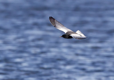 White-winged Tern (Vitvingad tärna) Chlidonias leucopterus - CP4P8573.jpg