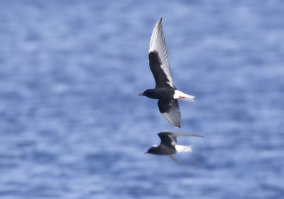 White-winged Tern (Vitvingad tärna) Chlidonias leucopterus - CP4P8629.jpg