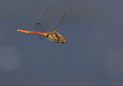 Vagrant Darter (Tegelröd ängstrollslända) Sympetrum vulgatum - CP4P9512.jpg