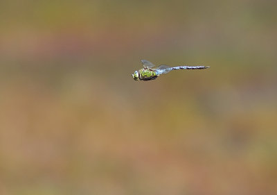 Emperor Dragonfly (Blå kejsartrollslända) Anax imperator - CP4P9592.jpg