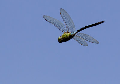 Emperor Dragonfly (Blå kejsartrollslända) Anax imperator - CP4P9578.jpg