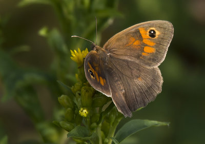 Meadow Brown (Slåttergräsfjäril) Maniola jurtina - P7286215.jpg