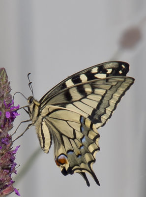 Old World Swallowtail (Makaonfjäril) Papilio machaon - P7286441.jpg
