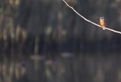 Common Kingfisher ( Kungsfiskare ) Alcedo atthis - CP4P0461.jpg