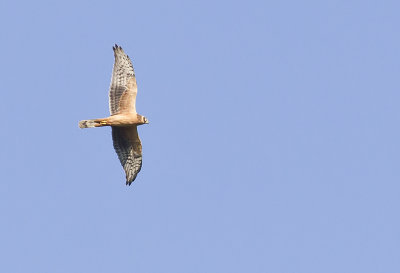 Pallid Harrier ( Stpphk ) Circus macrourus - CP4P0785.jpg