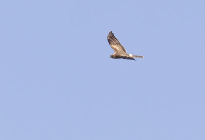 Pallid Harrier ( Stäpphök ) Circus macrourus - CP4P0749.jpg