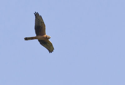 Pallid Harrier ( Stäpphök ) Circus macrourus - CP4P0748.jpg