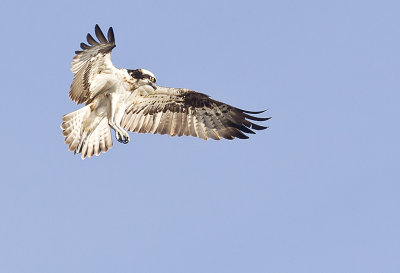 Osprey ( Fiskgjuse ) Pandion haliaetus - CP4P0545.jpg