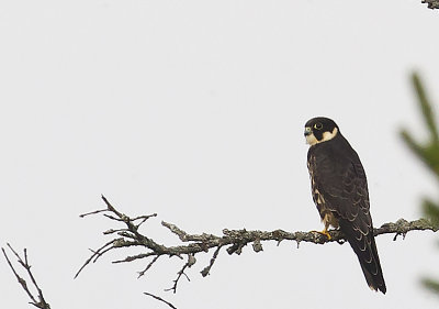 Eurasian Hobby ( Lrkfalk ) Falco subbuteo - CP4P0641.jpg