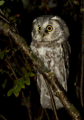 Tengmalm's Owl ( Prluggla ) Aegolius funereus - IMG_5547.jpg